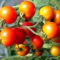 Efficient Organic Tomato Farming
